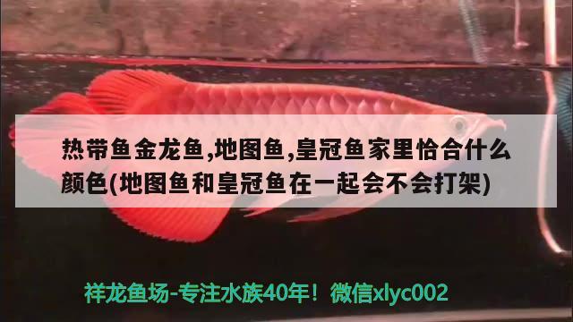 熱帶魚金龍魚,地圖魚,皇冠魚家里恰合什么顏色(地圖魚和皇冠魚在一起會(huì)不會(huì)打架)