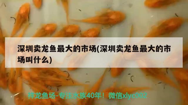 深圳賣龍魚(yú)最大的市場(chǎng)(深圳賣龍魚(yú)最大的市場(chǎng)叫什么) 大日玉鯖魚(yú)