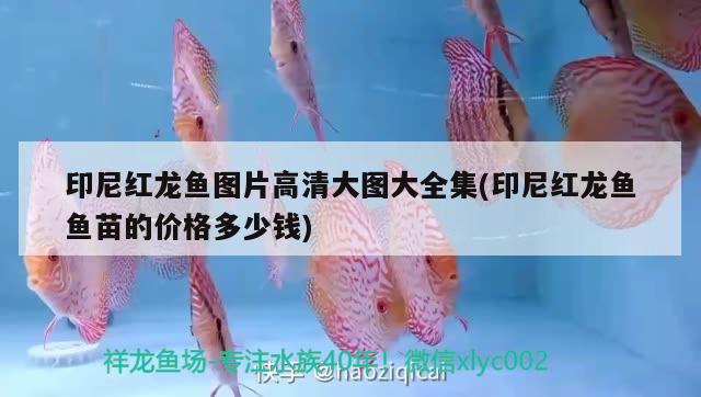 印尼紅龍魚圖片高清大圖大全集(印尼紅龍魚魚苗的價格多少錢) 印尼紅龍魚