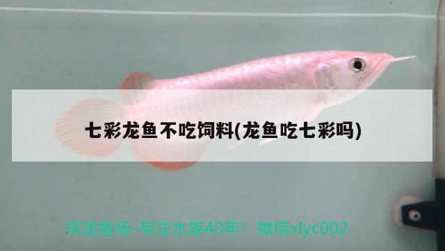 七彩龍魚不吃飼料(龍魚吃七彩嗎) 綠皮皇冠豹魚