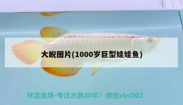 大鯢圖片(1000歲巨型娃娃魚)