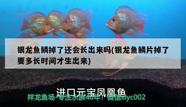 銀龍魚(yú)鱗掉了還會(huì)長(zhǎng)出來(lái)嗎(銀龍魚(yú)鱗片掉了要多長(zhǎng)時(shí)間才生出來(lái))