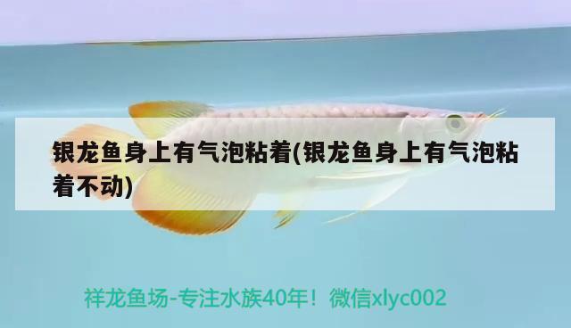 銀龍魚身上有氣泡粘著(銀龍魚身上有氣泡粘著不動(dòng))