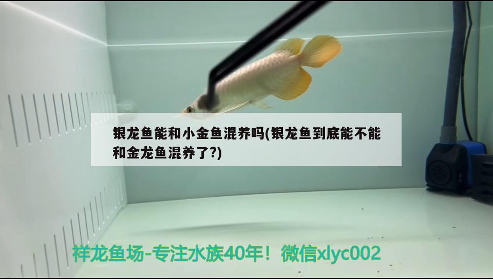 銀龍魚能和小金魚混養(yǎng)嗎(銀龍魚到底能不能和金龍魚混養(yǎng)了?) 銀龍魚百科