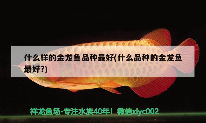 什么樣的金龍魚品種最好(什么品種的金龍魚最好?)