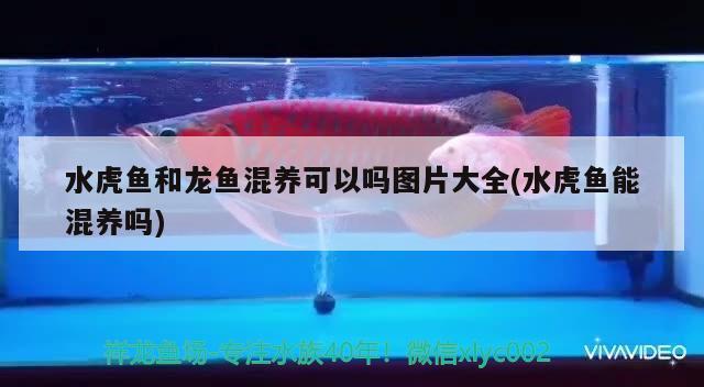 水虎魚和龍魚混養(yǎng)可以嗎圖片大全(水虎魚能混養(yǎng)嗎) 食人魚（水虎）