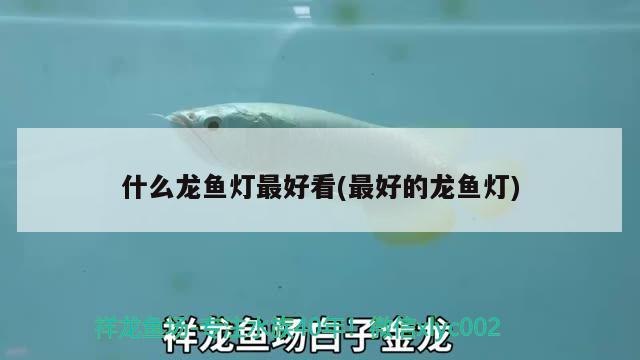 什么龍魚燈最好看(最好的龍魚燈)