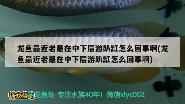 龍魚最近老是在中下層游趴缸怎么回事啊(龍魚最近老是在中下層游趴缸怎么回事啊) 狗仔招財(cái)貓魚