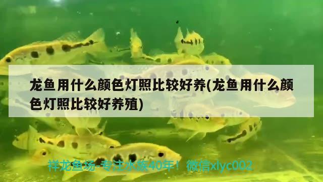 龍魚用什么顏色燈照比較好養(yǎng)(龍魚用什么顏色燈照比較好養(yǎng)殖) 黃金夢幻雷龍魚 第3張