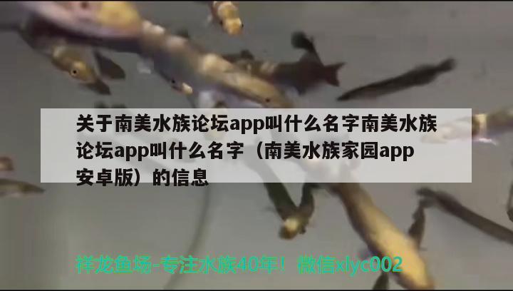 關(guān)于南美水族論壇app叫什么名字南美水族論壇app叫什么名字（南美水族家園app安卓版）的信息 球鯊魚