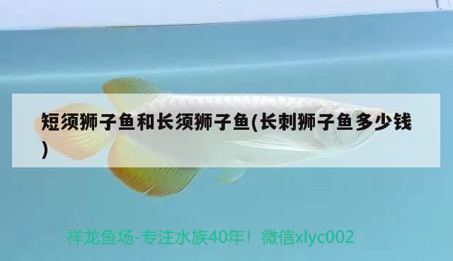 短須獅子魚(yú)和長(zhǎng)須獅子魚(yú)(長(zhǎng)刺獅子魚(yú)多少錢(qián))