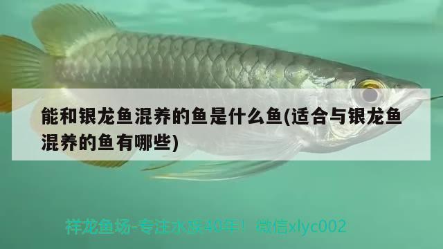 能和銀龍魚混養(yǎng)的魚是什么魚(適合與銀龍魚混養(yǎng)的魚有哪些) 銀龍魚百科