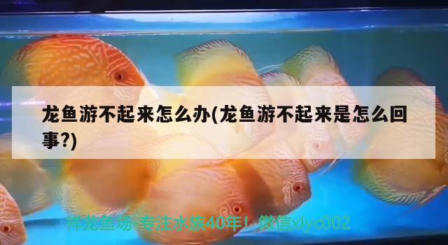 龍魚游不起來怎么辦(龍魚游不起來是怎么回事?)