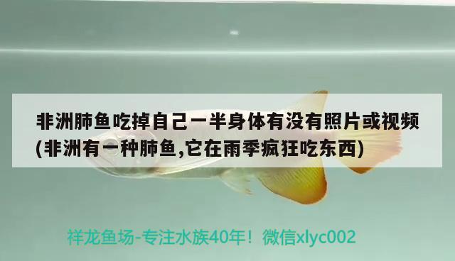 非洲肺魚吃掉自己一半身體有沒有照片或視頻(非洲有一種肺魚,它在雨季瘋狂吃東西)