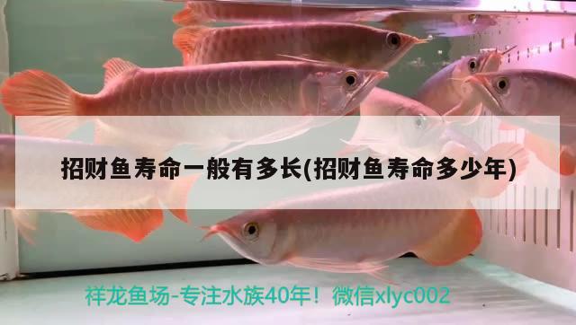 招財(cái)魚壽命一般有多長(招財(cái)魚壽命多少年)