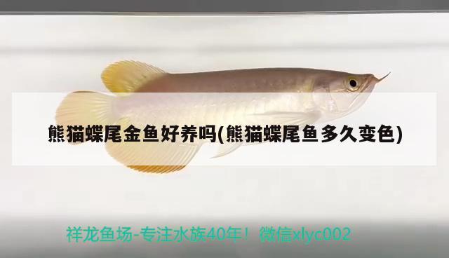 熊貓蝶尾金魚好養(yǎng)嗎(熊貓蝶尾魚多久變色)