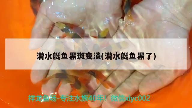 潛水艇魚黑斑變淡(潛水艇魚黑了) 潛水艇魚