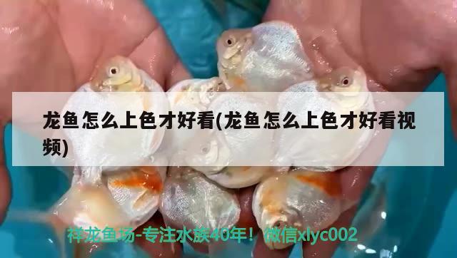 龍魚怎么上色才好看(龍魚怎么上色才好看視頻)