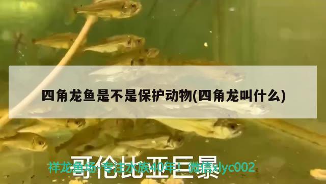 四角龍魚是不是保護(hù)動物(四角龍叫什么)