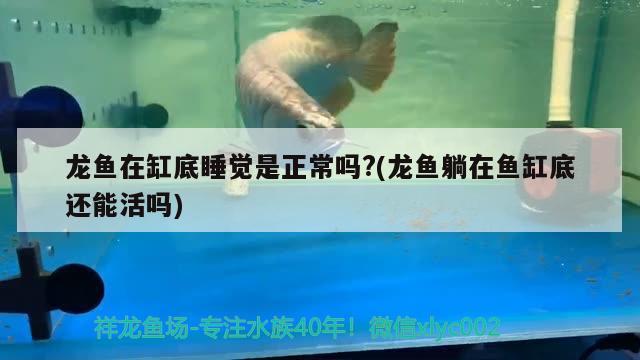 龍魚在缸底睡覺是正常嗎?(龍魚躺在魚缸底還能活嗎)