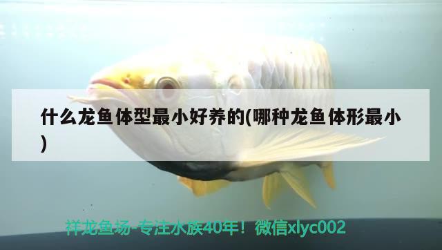 什么龍魚(yú)體型最小好養(yǎng)的(哪種龍魚(yú)體形最小)