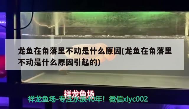 龍魚在角落里不動是什么原因(龍魚在角落里不動是什么原因引起的) 觀賞魚