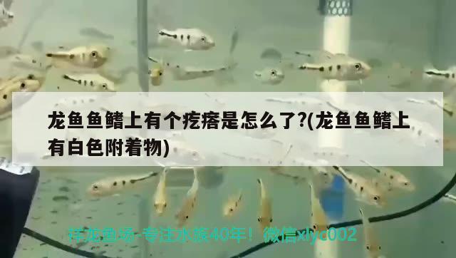 龍魚魚鰭上有個疙瘩是怎么了?(龍魚魚鰭上有白色附著物)