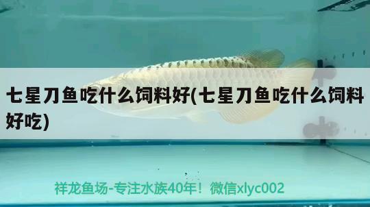 七星刀魚吃什么飼料好(七星刀魚吃什么飼料好吃) 觀賞魚