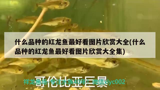 什么品種的紅龍魚最好看圖片欣賞大全(什么品種的紅龍魚最好看圖片欣賞大全集) 觀賞龜/鱉飼料 第1張