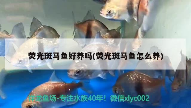 熒光斑馬魚好養(yǎng)嗎(熒光斑馬魚怎么養(yǎng))