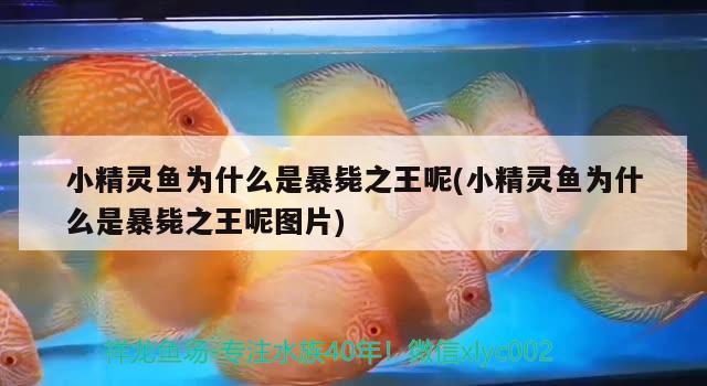 小精靈魚為什么是暴斃之王呢(小精靈魚為什么是暴斃之王呢圖片) 觀賞魚