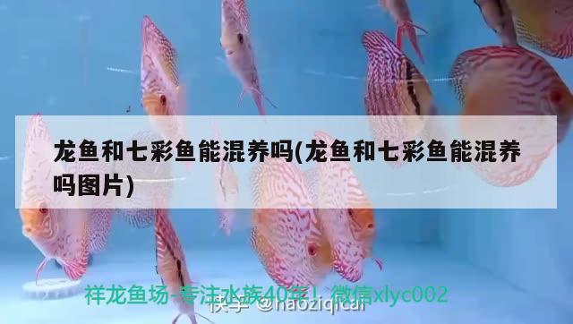 龍魚和七彩魚能混養(yǎng)嗎(龍魚和七彩魚能混養(yǎng)嗎圖片) 生態(tài)瓶/創(chuàng)意缸/桌面微景缸