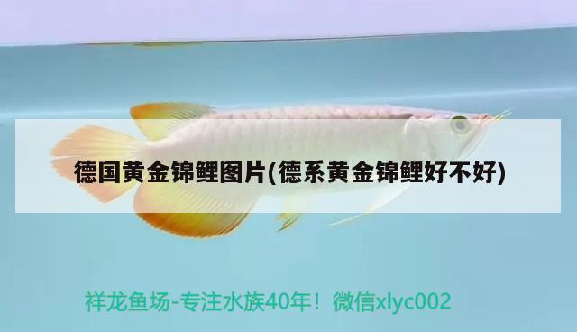 德國黃金錦鯉圖片(德系黃金錦鯉好不好) 觀賞魚