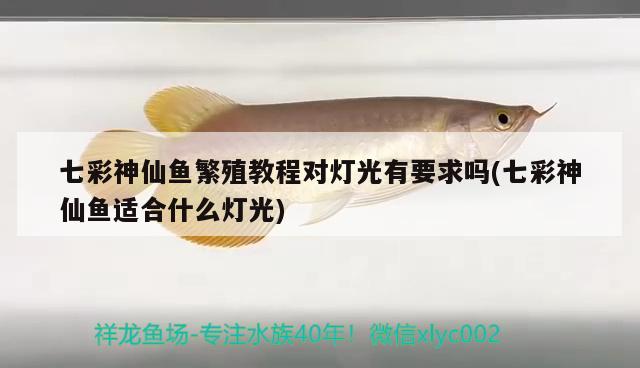 七彩神仙魚繁殖教程對燈光有要求嗎(七彩神仙魚適合什么燈光) 七彩神仙魚