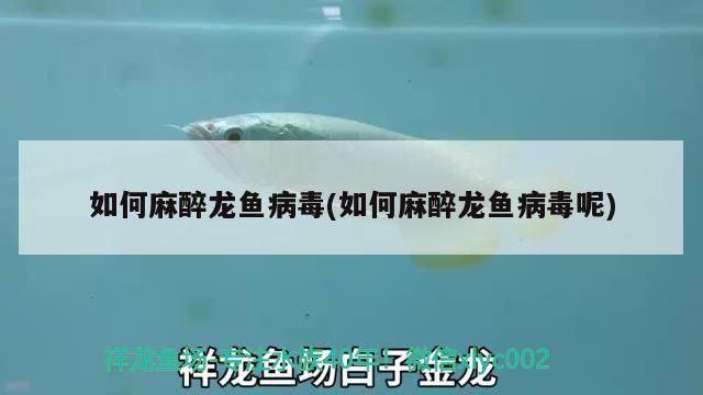 如何麻醉龍魚(yú)病毒(如何麻醉龍魚(yú)病毒呢) 龍魚(yú)麻藥（祥龍Nika）