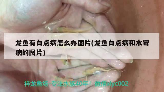 龍魚有白點病怎么辦圖片(龍魚白點病和水霉病的圖片) 黑帝王魟魚