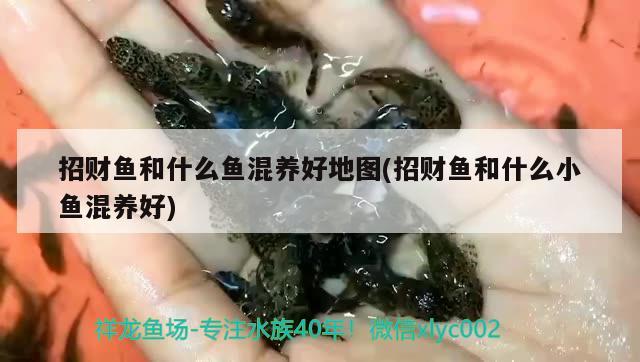 招財魚和什么魚混養(yǎng)好地圖(招財魚和什么小魚混養(yǎng)好) 觀賞魚