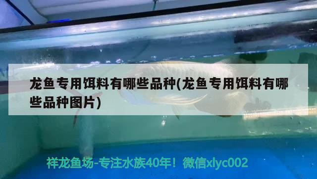 龍魚專用餌料有哪些品種(龍魚專用餌料有哪些品種圖片) 金三間魚