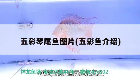 五彩琴尾魚圖片(五彩魚介紹) 觀賞魚