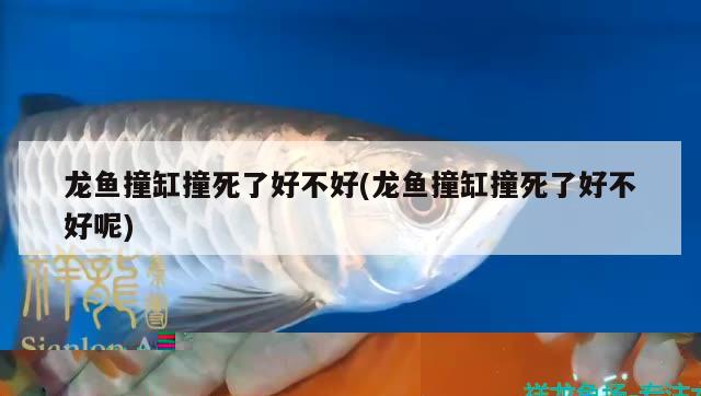 龍魚(yú)撞缸撞死了好不好(龍魚(yú)撞缸撞死了好不好呢) 暹羅巨鯉