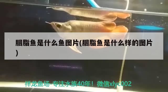 胭脂魚是什么魚圖片(胭脂魚是什么樣的圖片)