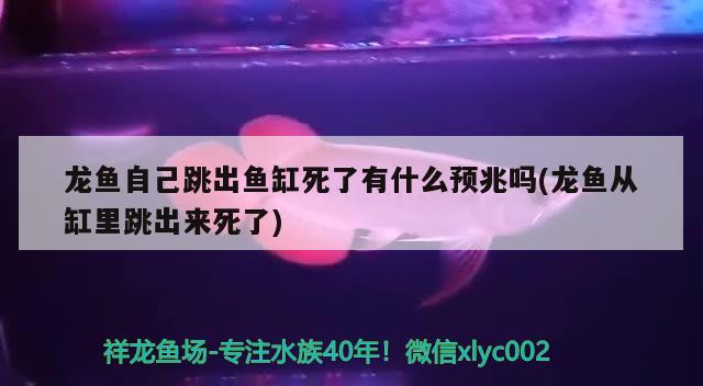 龍魚自己跳出魚缸死了有什么預(yù)兆嗎(龍魚從缸里跳出來死了) 造景/裝飾