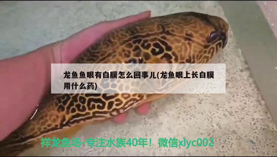 龍魚魚眼有白膜怎么回事兒(龍魚眼上長白膜用什么藥) 薩伊藍魚