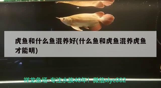 虎魚和什么魚混養(yǎng)好(什么魚和虎魚混養(yǎng)虎魚才能明)