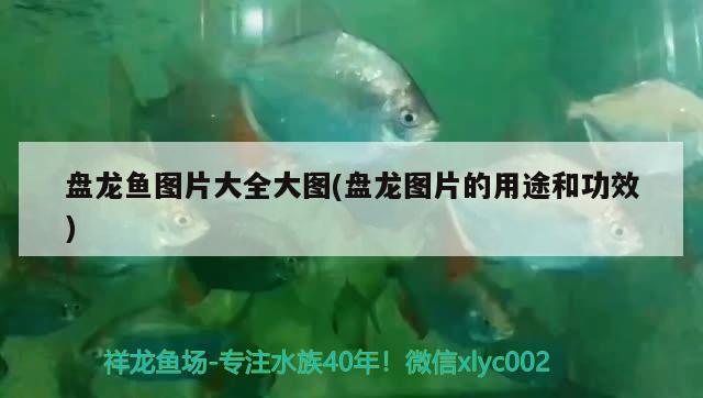 盤龍魚圖片大全大圖(盤龍圖片的用途和功效)