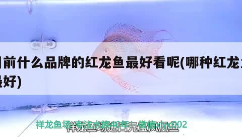 目前什么品牌的紅龍魚最好看呢(哪種紅龍魚最好) 祥龍龍魚專用水族燈