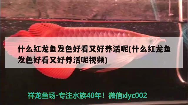 什么紅龍魚發(fā)色好看又好養(yǎng)活呢(什么紅龍魚發(fā)色好看又好養(yǎng)活呢視頻) 水族維護(hù)服務(wù)（上門）