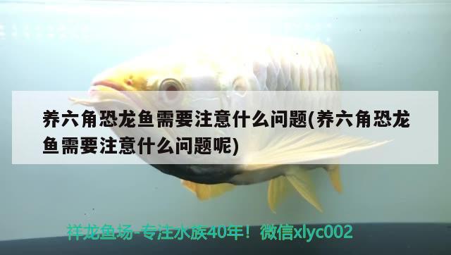 養(yǎng)六角恐龍魚需要注意什么問題(養(yǎng)六角恐龍魚需要注意什么問題呢)