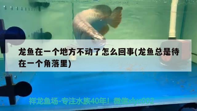 龍魚在一個地方不動了怎么回事(龍魚總是待在一個角落里) 肥料