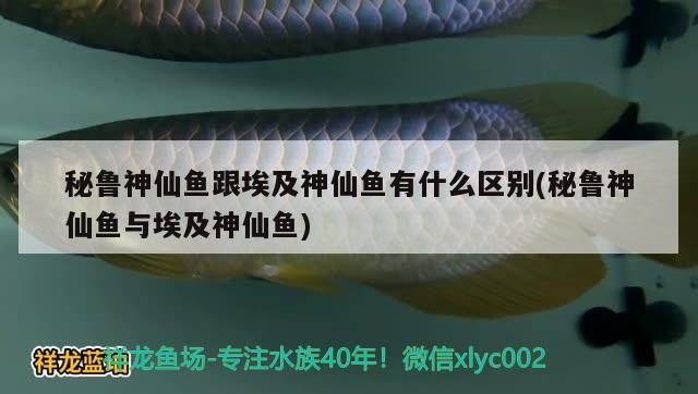 秘魯神仙魚跟埃及神仙魚有什么區(qū)別(秘魯神仙魚與埃及神仙魚) 埃及神仙魚